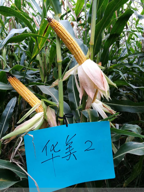 华美2 5.jpg